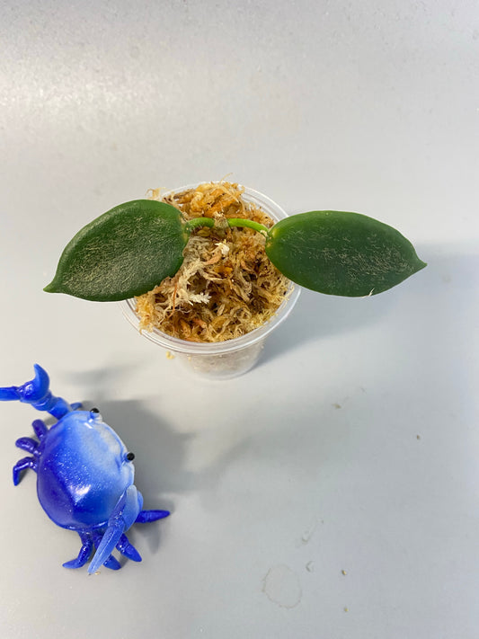 Hoya sp thomsonii - Unrooted