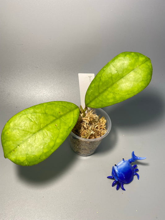 Hoya mutation from deykeae - just starting to root