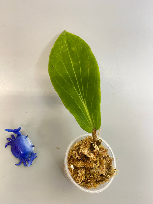 Hoya benguetensis - just starting to root