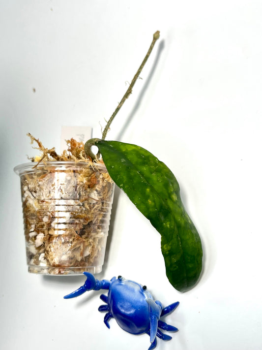 Hoya padangensis / uncinata- Unrooted