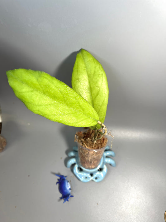 Hoya cv golden eye - Unrooted