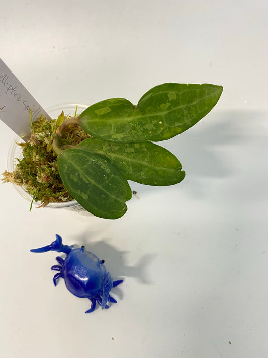 Hoya elliptica small leaf - active growth