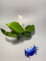 Hoya cv crystal - Unrooted