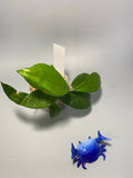 Hoya cv crystal - Unrooted