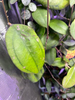 Hoya sp borneo epc 953 - fresh cutting - 1 node/ 1 leaf - Unrooted 1 node
