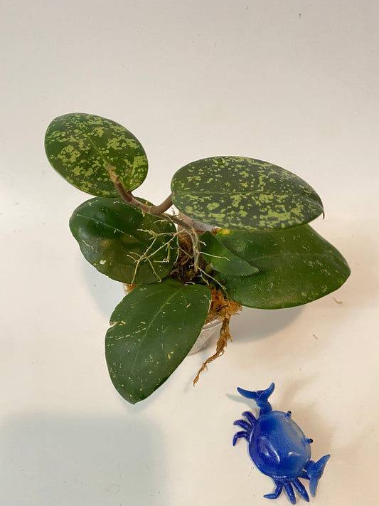 Hoya parasitica splash - active growth