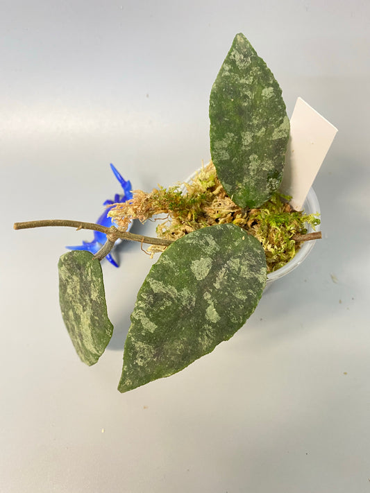 Hoya caudata -  starting to root