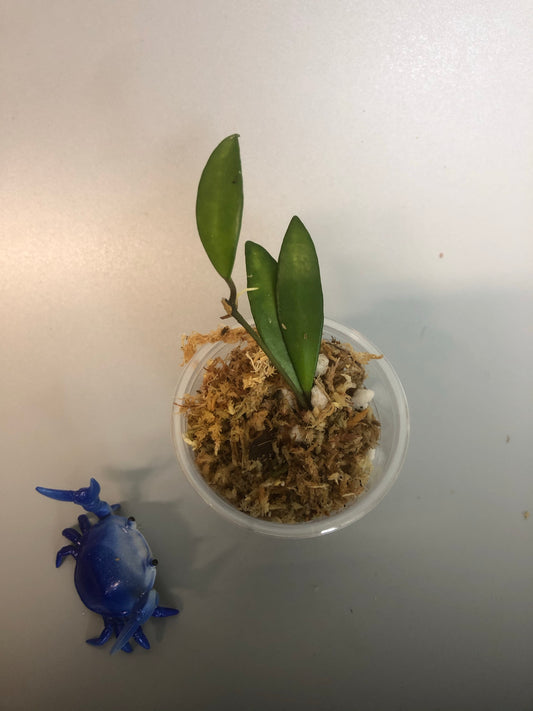 Hoya Davidcummingii - unrooted