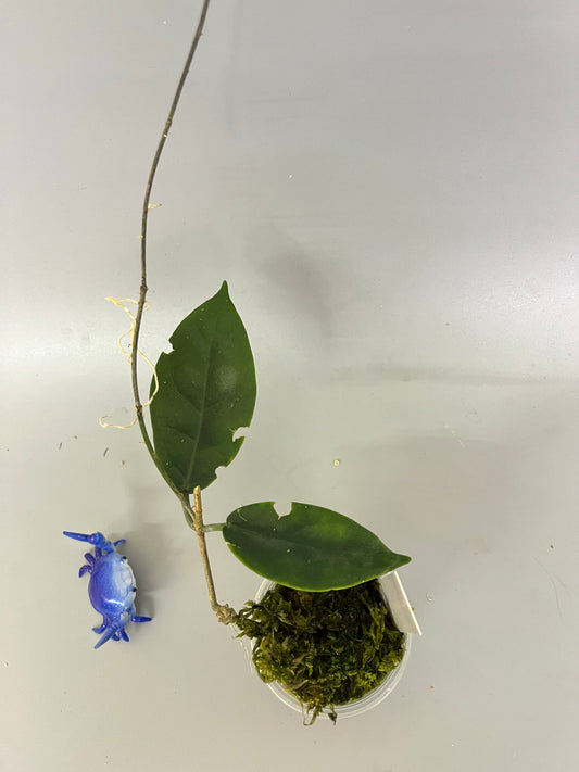 Hoya megalaster - has some roots
