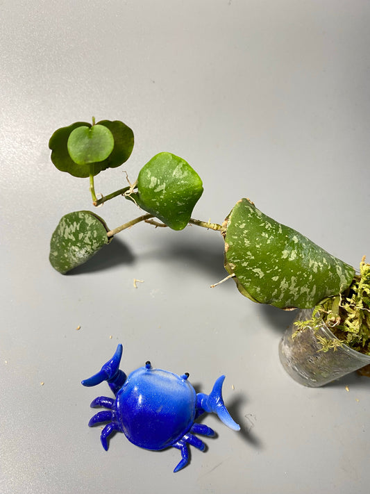 Hoya imbricata - active growth