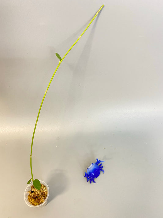 Hoya cumingiana - unrooted