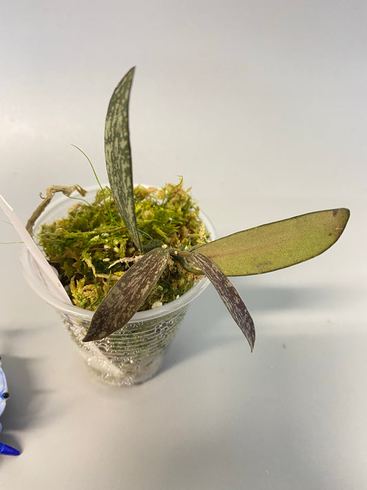 Hoya sigillatis - actively growing