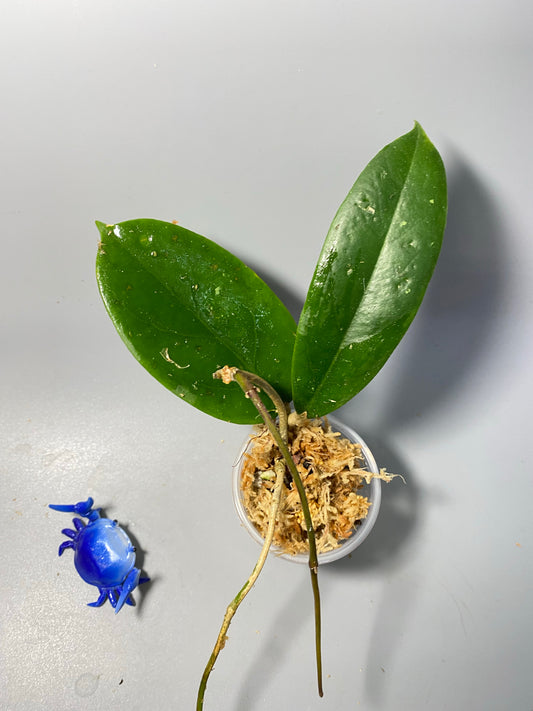 Hoya EPC 301 black leaf - unrooted