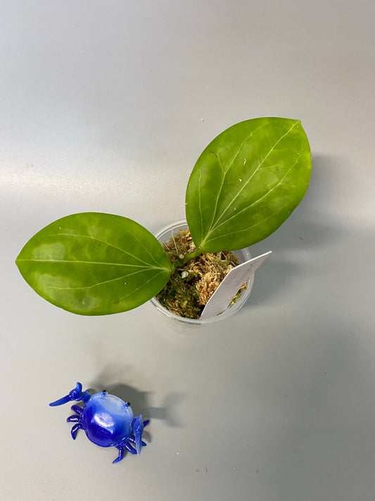 Hoya Hellwigiana - has some roots