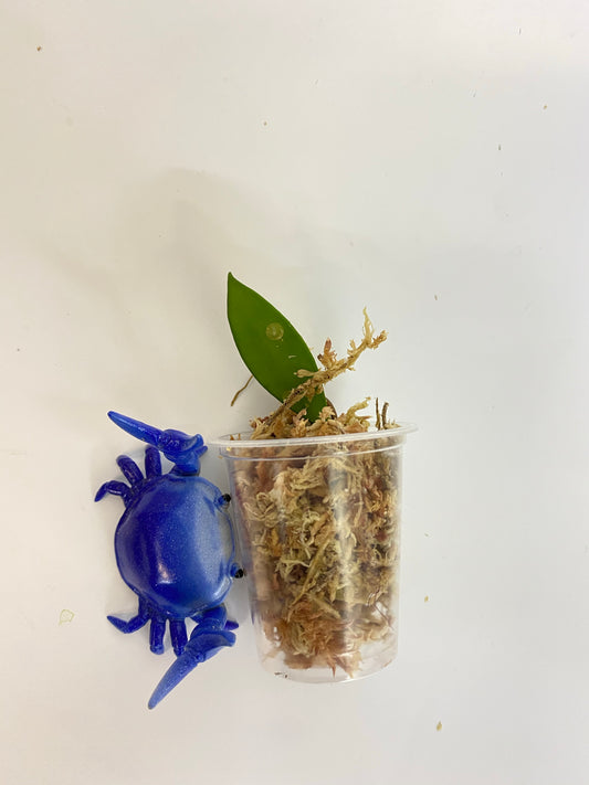 Hoya Davidcummingii - unrooted - free addon