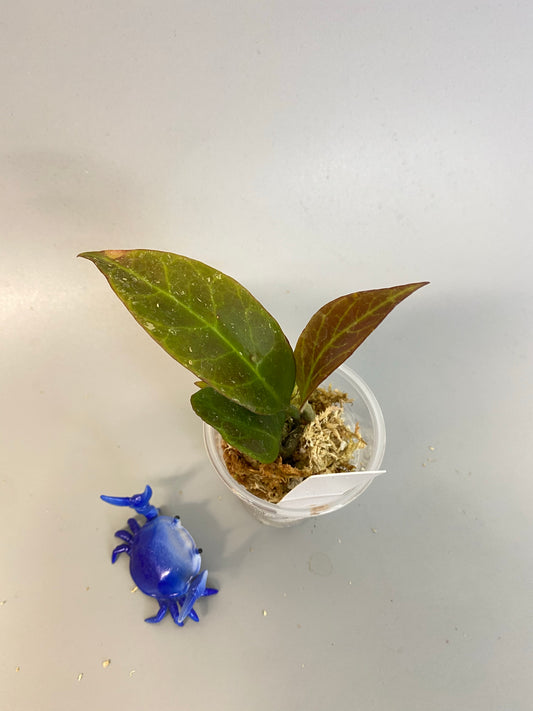 Hoya cv sunrise - starting to root