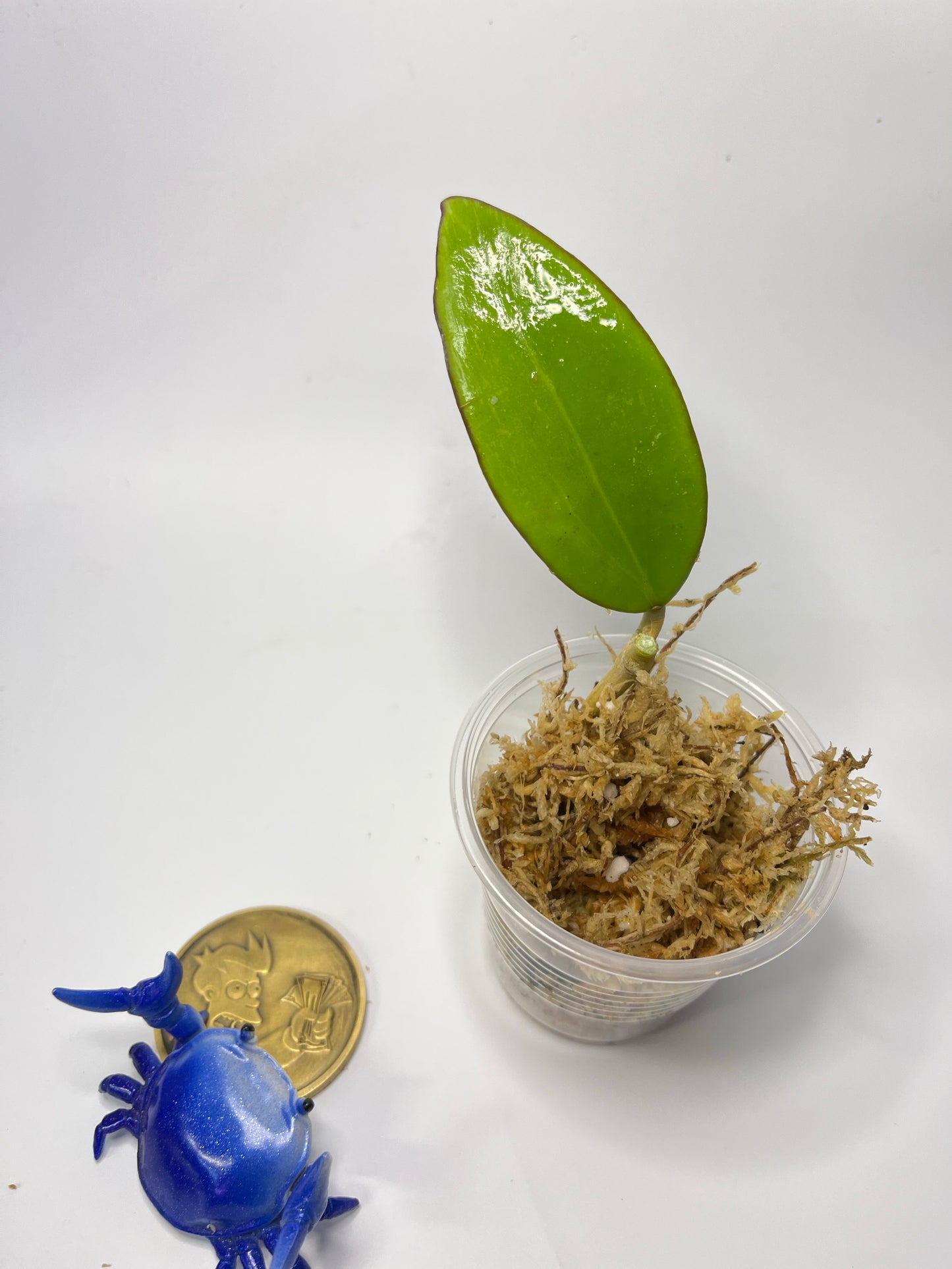 Hoya sp hai phong / Haiphong - unrooted