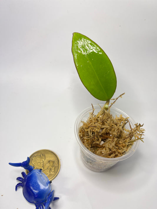 Hoya sp hai phong / Haiphong - unrooted