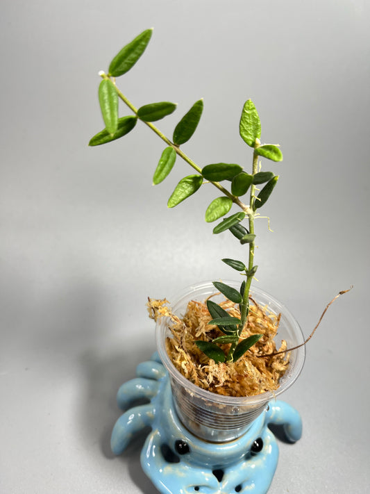 Hoya engleriana - Unrooted