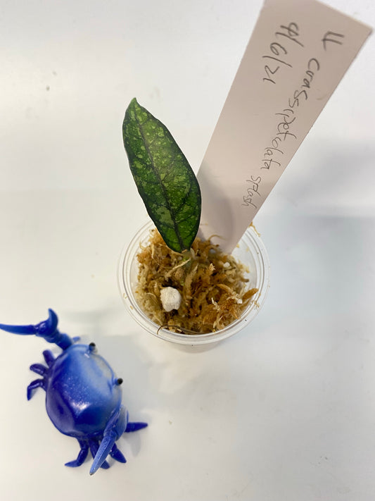 Hoya crassipetiolata splash - has some roots