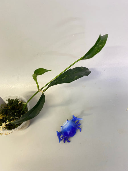 Hoya griffithii splash - has some roots