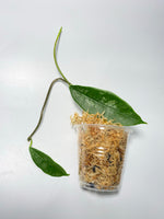 Hoya mappigera - has some roots