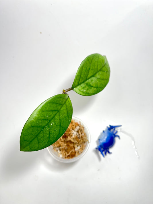 Hoya fungii - Unrooted