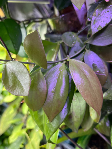 Hoya collina - fresh cut - 2 nodes - unrooted