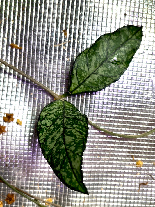 Hoya crassipetiolata splash  - fresh cut 1 node -  Unrooted