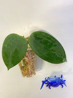 Hoya hanhiae yellow - Unrooted