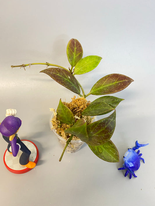 Hoya sunrise - active growth