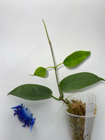 Hoya Macgillivrayi - active growth