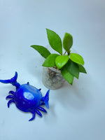 Hoya mini pixie - Unrooted