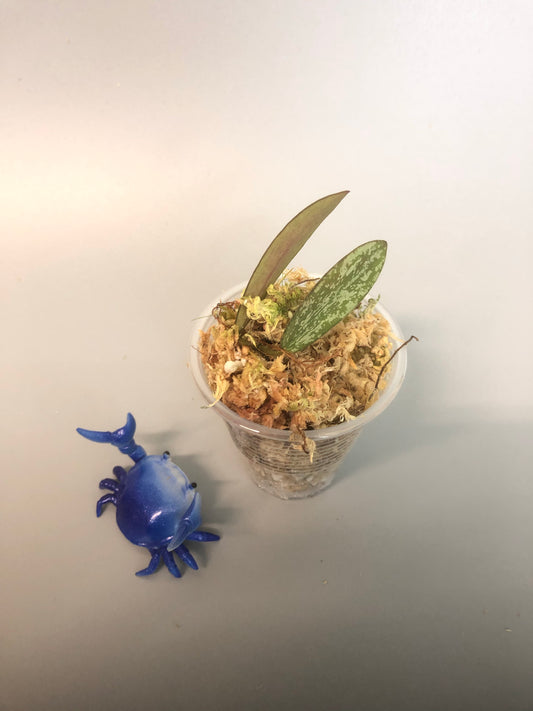 Hoya sigillatis - starting to root