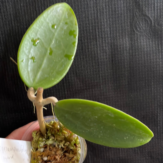 Hoya cinnamomifolia x unknown hybrid - has roots