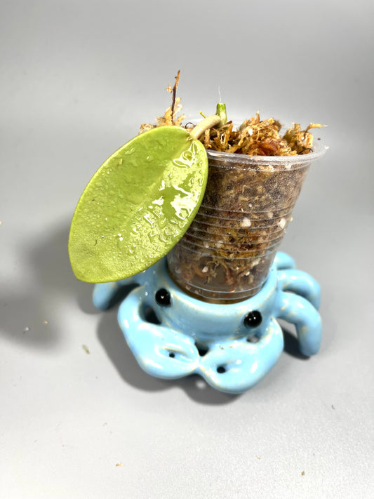 Hoya silver dollar - Unrooted