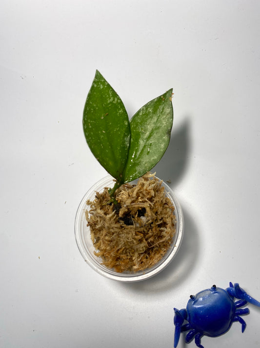 Hoya nabawanensis - unrooted