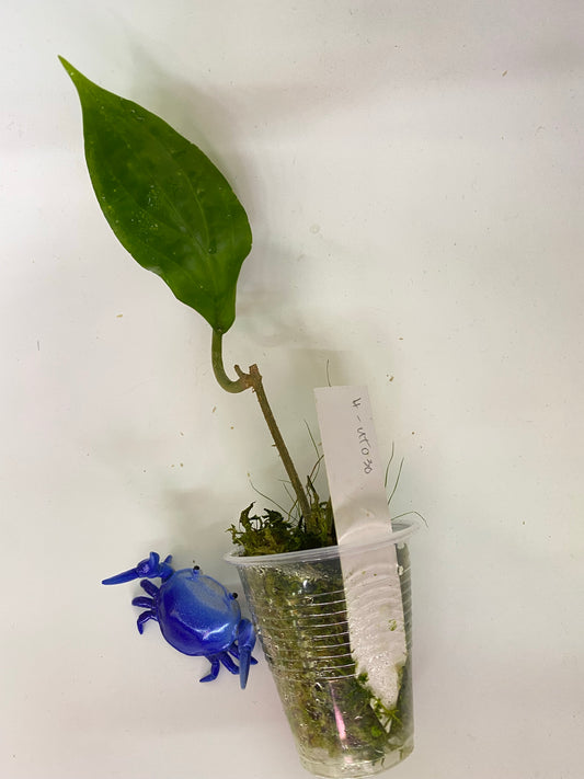 Hoya UT-030 - active growth