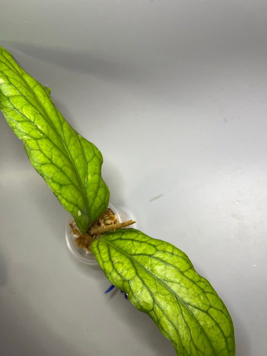 Hoya cv golden eye - Unrooted