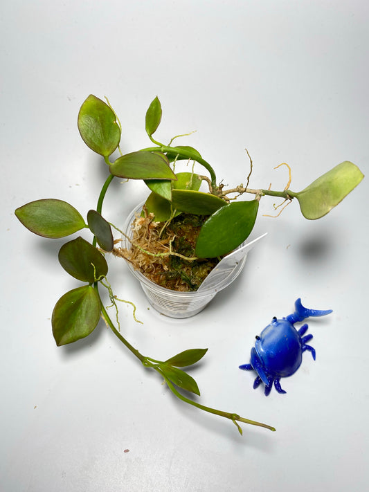 Hoya collina - active growth