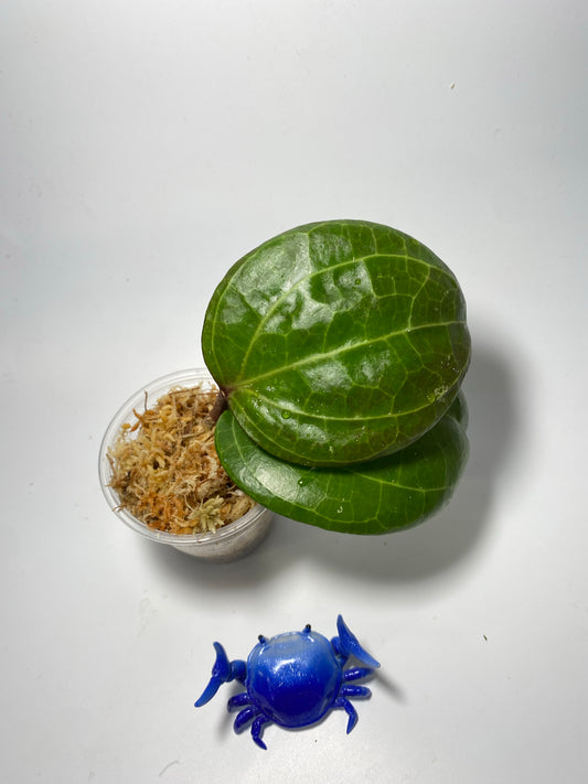 Hoya Sarawak - just starting to root