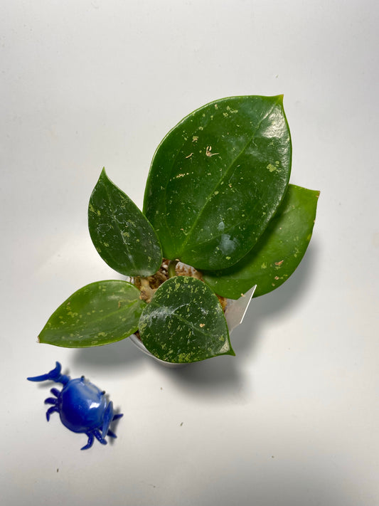 Hoya parasitica splash - has roots