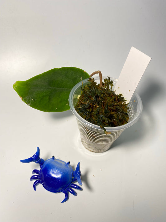 Hoya inflata - has roots