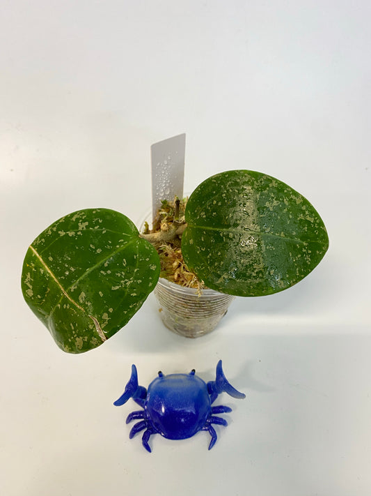 Hoya parasitica splash - active growth