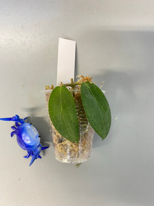 Hoya fitchii - orange - just starting to root