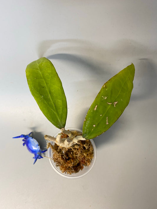 Hoya Amoena - starting to root