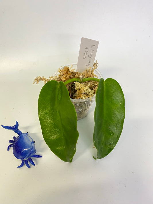 Hoya Macgillivrayi - starting to root