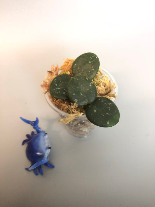 Hoya mathilde - just starting to root