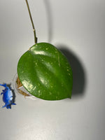Hoya balaensis round leaf - active growth