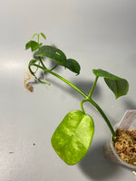 Hoya ariadna - active growth